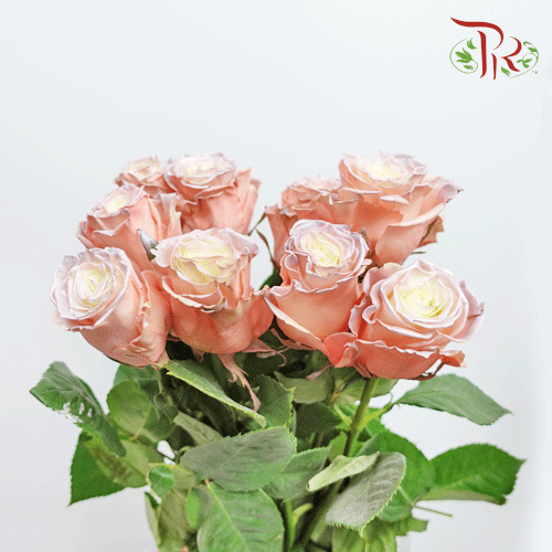 Ceres Rose - Sky Pearl (10 stems)-Ecd-prflorist.com.my