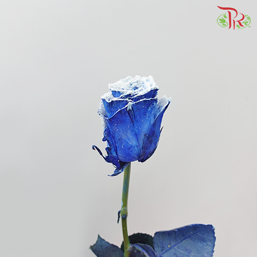 Ceres Rose - Snowy Blue (10 stems)-Ecd-prflorist.com.my