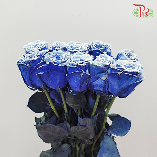 Ceres Rose - Snowy Blue (10 stems)-Ecd-prflorist.com.my