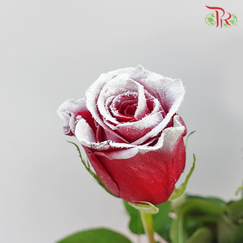 Ceres Rose - Snowy Red (10 stems)-Ecd-prflorist.com.my