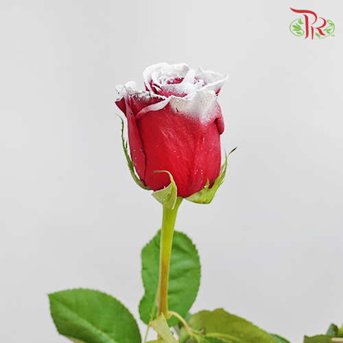 Ceres Rose - Snowy Red (10 stems)-Ecd-prflorist.com.my