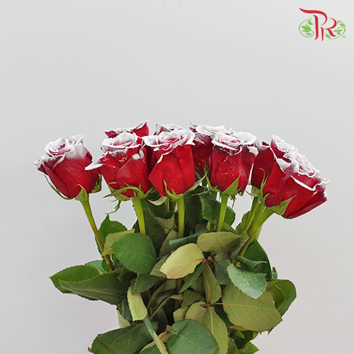 Ceres Rose - Snowy Red (10 stems)-Ecd-prflorist.com.my