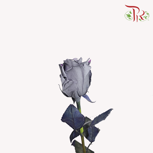 Ceres Rose - Sparkle Moon (10 stems)-Ecd-prflorist.com.my