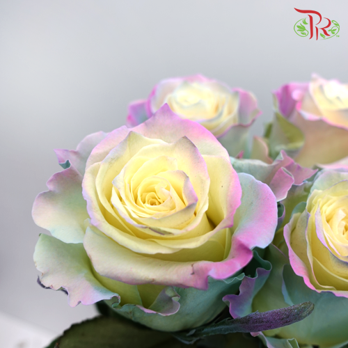 Ceres Rose - Sweet Aurora Boreal (25 Stems)-Ecd-prflorist.com.my