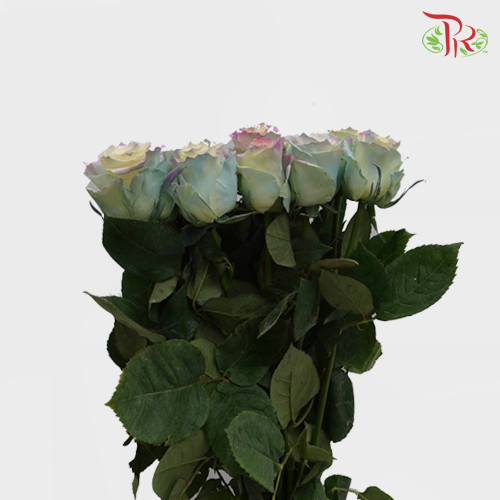 Ceres Rose - Sweet Aurora Boreal (25 Stems)-Ecd-prflorist.com.my