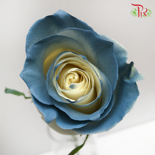 Ceres Rose - Sweet Clouds (10 Stems)-Ecd-prflorist.com.my