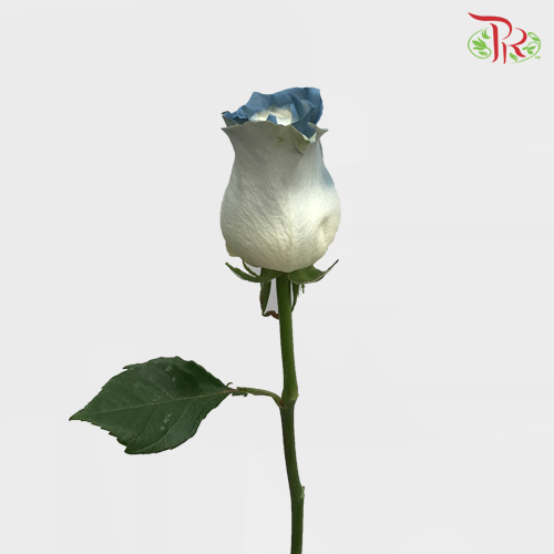 Ceres Rose - Sweet Clouds (10 Stems)-Ecd-prflorist.com.my