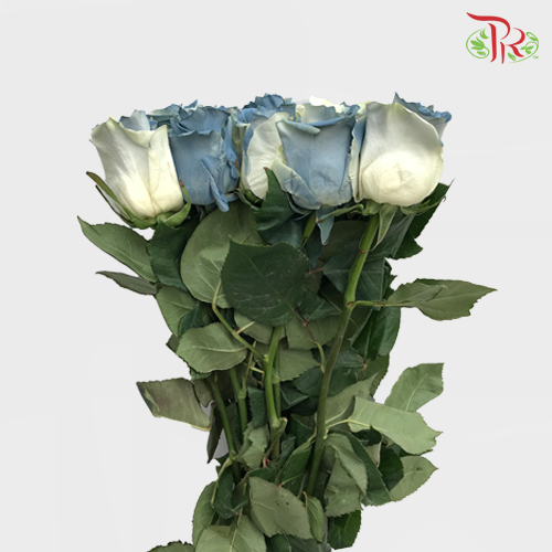 Ceres Rose - Sweet Clouds (10 Stems)-Ecd-prflorist.com.my