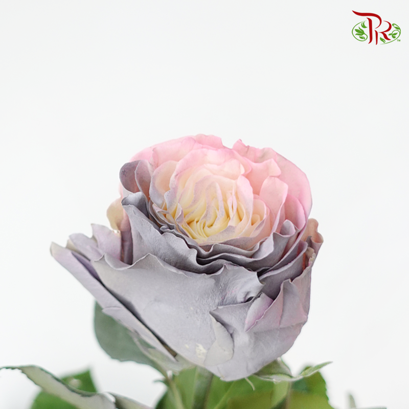 Ceres Rose - Sweet Fairy (10 Stems)-Ecd-prflorist.com.my