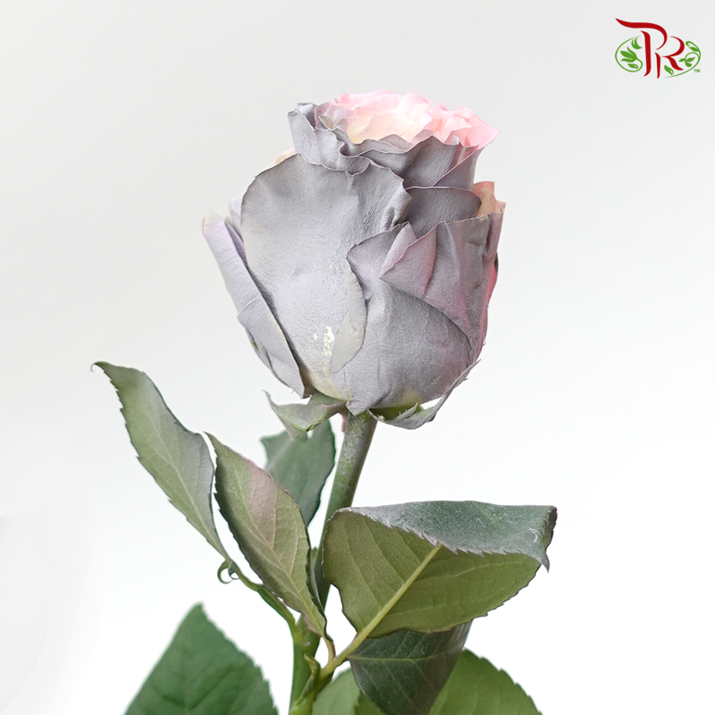 Ceres Rose - Sweet Fairy (10 Stems)-Ecd-prflorist.com.my