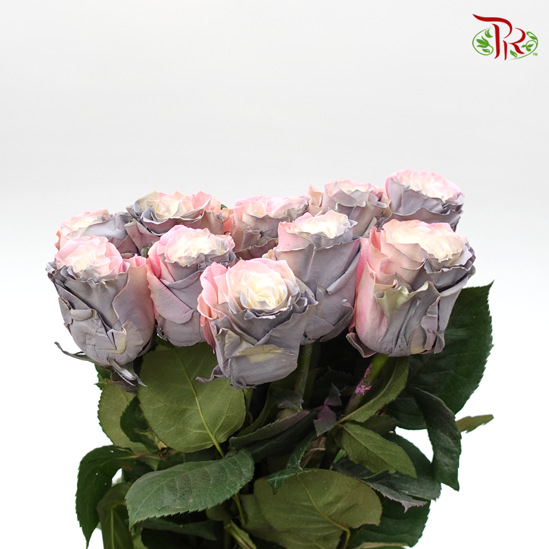 Ceres Rose - Sweet Fairy (10 Stems)-Ecd-prflorist.com.my