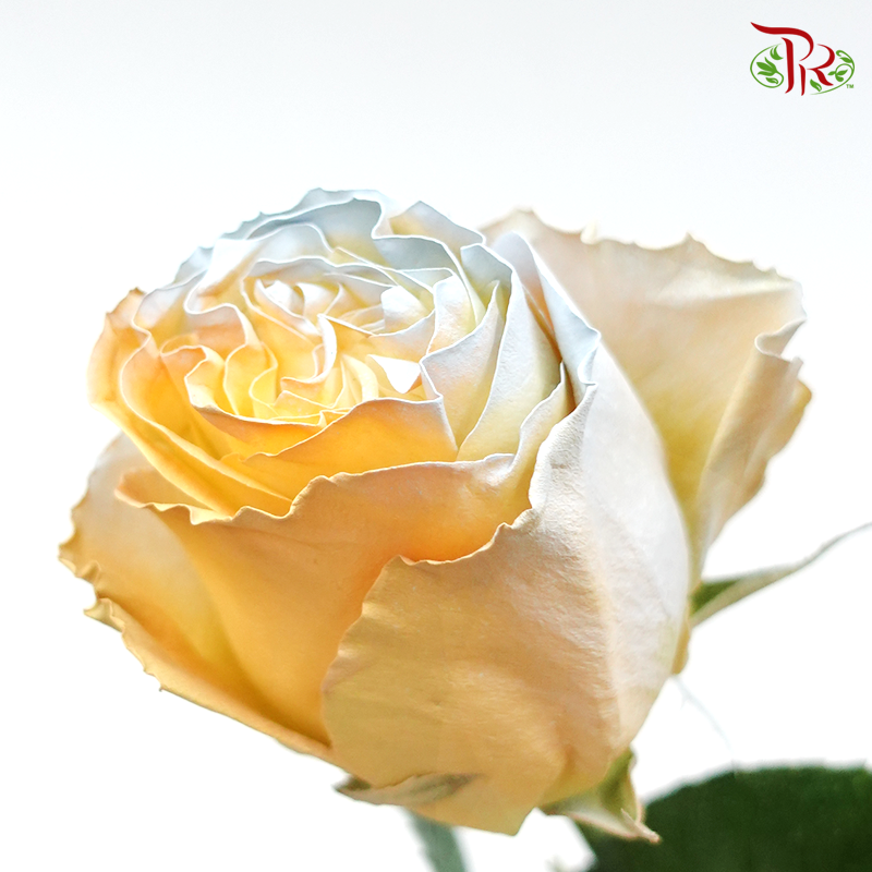 Ceres Rose - Sweet Peach (10 Stems)-Ecd-prflorist.com.my