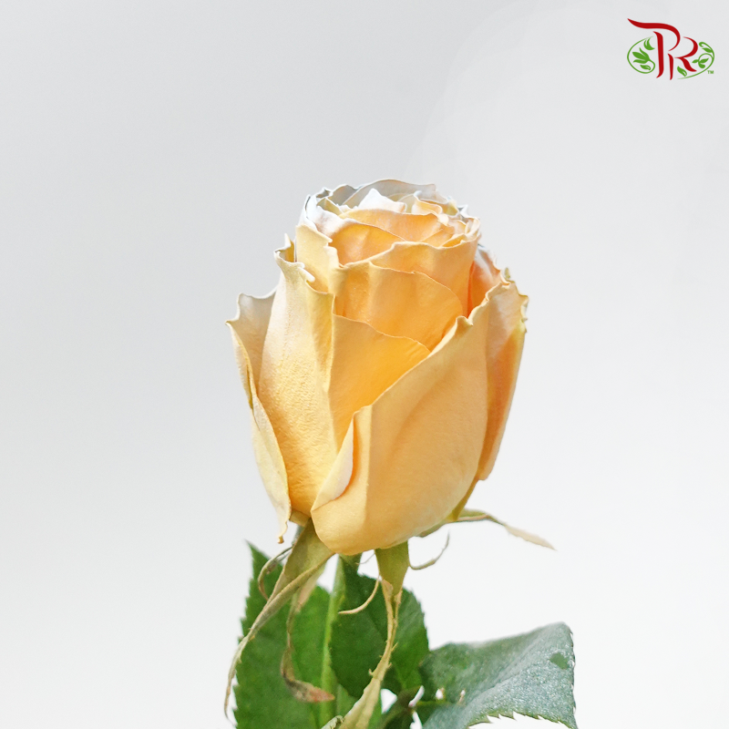 Ceres Rose - Sweet Peach (10 Stems)-Ecd-prflorist.com.my