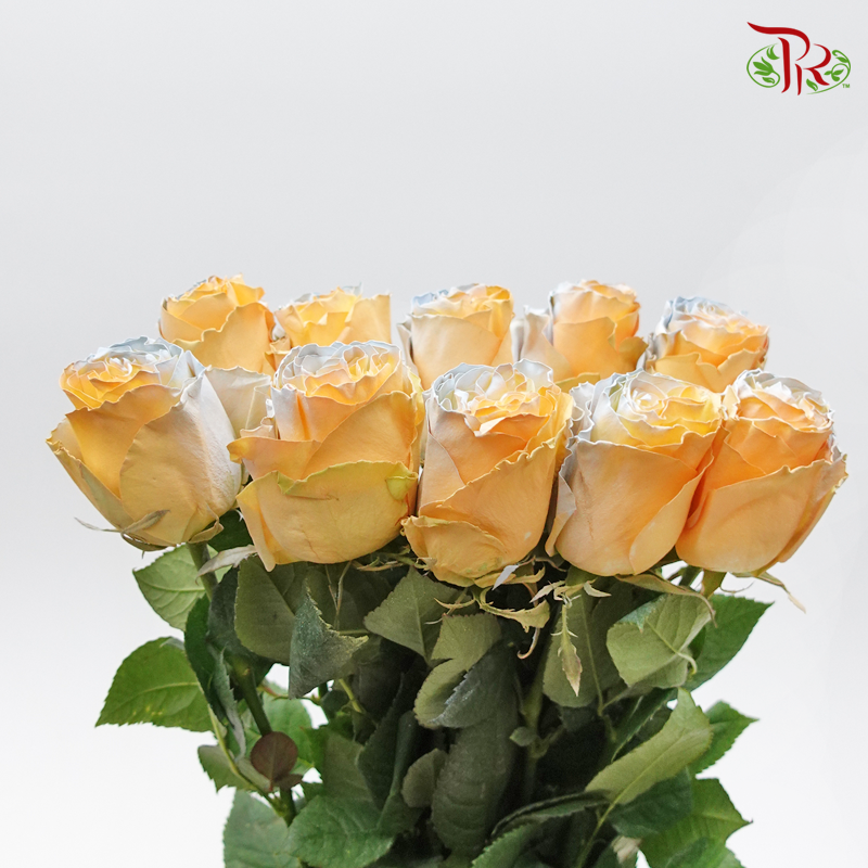 Ceres Rose - Sweet Peach (10 Stems)-Ecd-prflorist.com.my