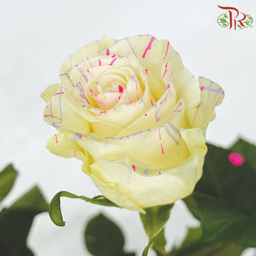Ceres Rose - Sweet Picasso (10 Stems)-Ecd-prflorist.com.my