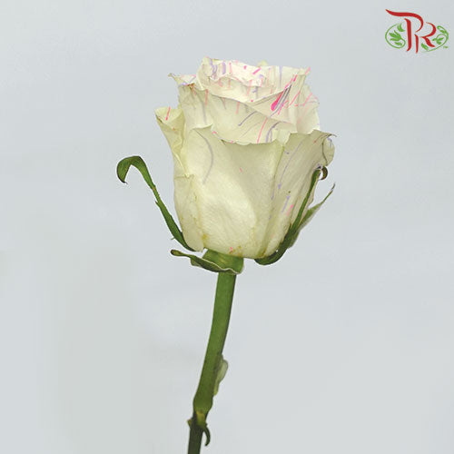 Ceres Rose - Sweet Picasso (10 Stems)-Ecd-prflorist.com.my