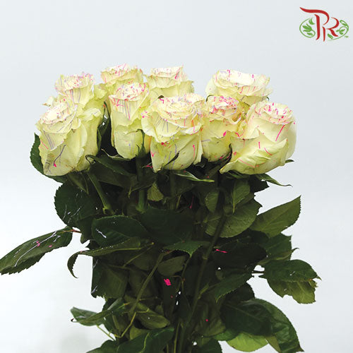Ceres Rose - Sweet Picasso (10 Stems)-Ecd-prflorist.com.my