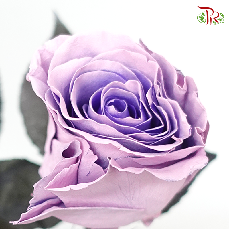 Ceres Rose - Sweet Pink (10 Stems)-Pink/Purple-Ecd-prflorist.com.my