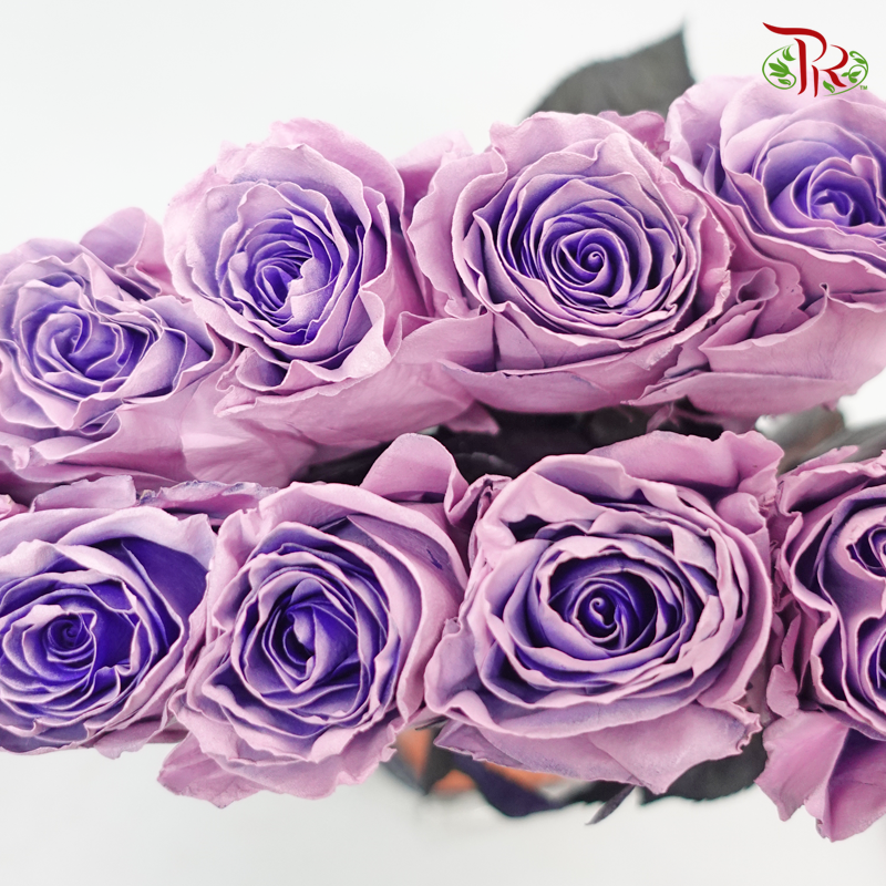 Ceres Rose - Sweet Pink (10 Stems)-Pink/Purple-Ecd-prflorist.com.my