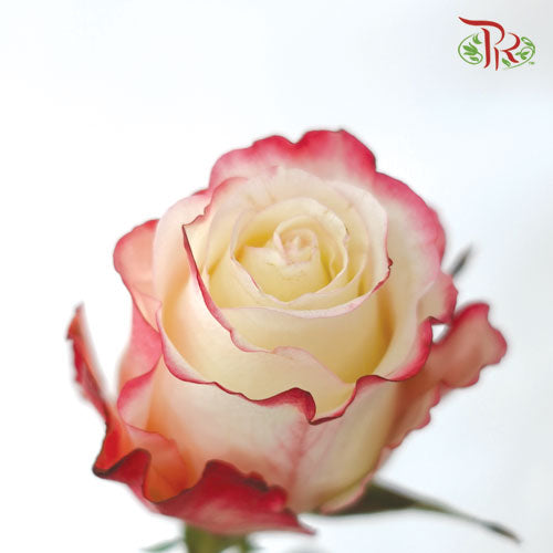 Ceres Rose - Sweetness (25 Stems)-Ecd-prflorist.com.my