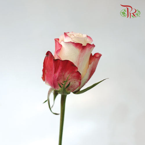 Ceres Rose - Sweetness (25 Stems)-Ecd-prflorist.com.my