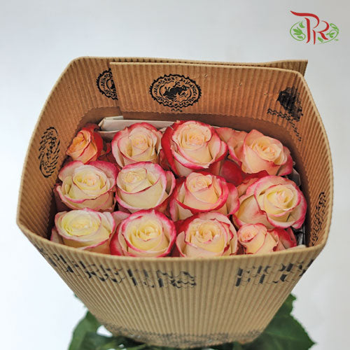 Ceres Rose - Sweetness (25 Stems)-Ecd-prflorist.com.my