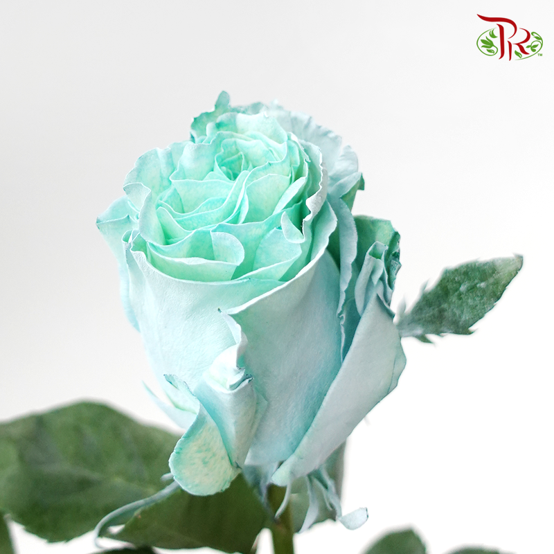 Ceres Rose - Tiffany Aqua Blue (10 Stems)-Ecd-prflorist.com.my