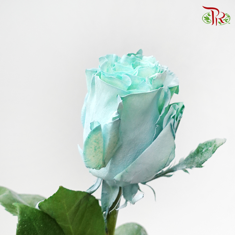 Ceres Rose - Tiffany Aqua Blue (10 Stems)-Ecd-prflorist.com.my