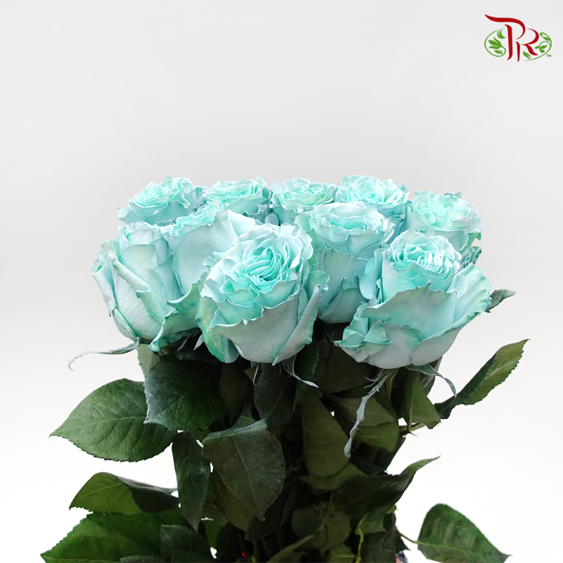 Ceres Rose - Tiffany Aqua Blue (10 Stems)-Ecd-prflorist.com.my