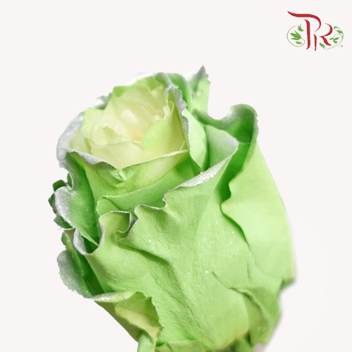 Ceres Rose - Tinkerbell (10 Stems)-Ecd-prflorist.com.my