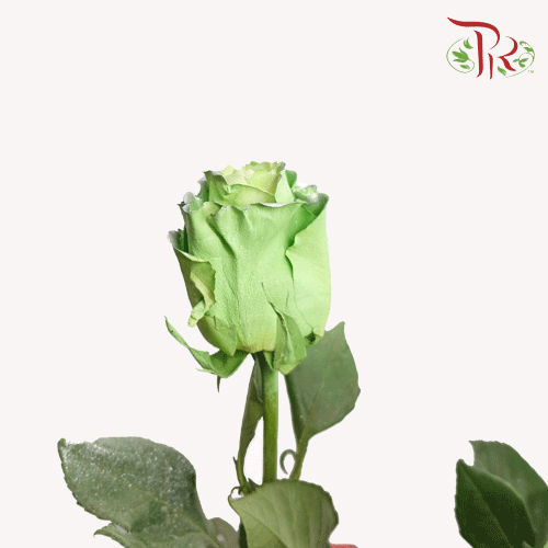 Ceres Rose - Tinkerbell (10 Stems)-Ecd-prflorist.com.my