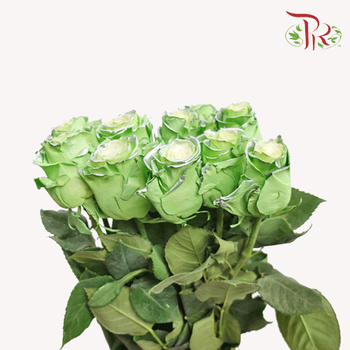 Ceres Rose - Tinkerbell (10 Stems)-Ecd-prflorist.com.my