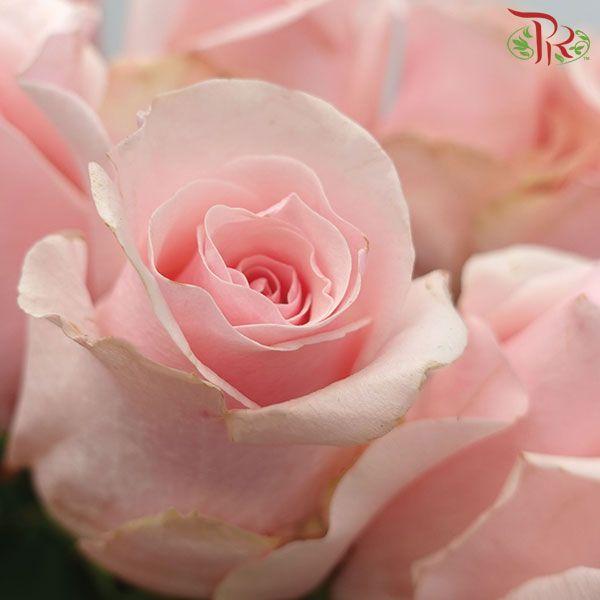 Ceres Rose - Titanic (10 Stems)-Pink-Ecd-prflorist.com.my
