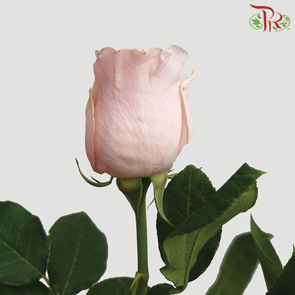 Ceres Rose - Titanic (10 Stems)-Pink-Ecd-prflorist.com.my