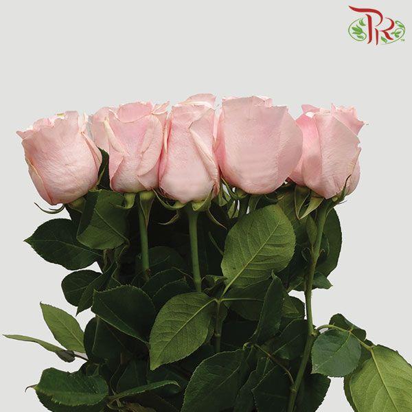 Ceres Rose - Titanic (10 Stems)-Pink-Ecd-prflorist.com.my