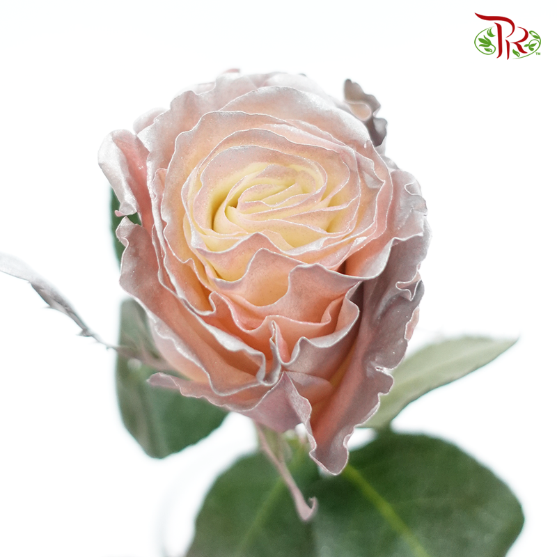 Ceres Rose - Violet Crystal (10 Stems)-Violet-Ecd-prflorist.com.my