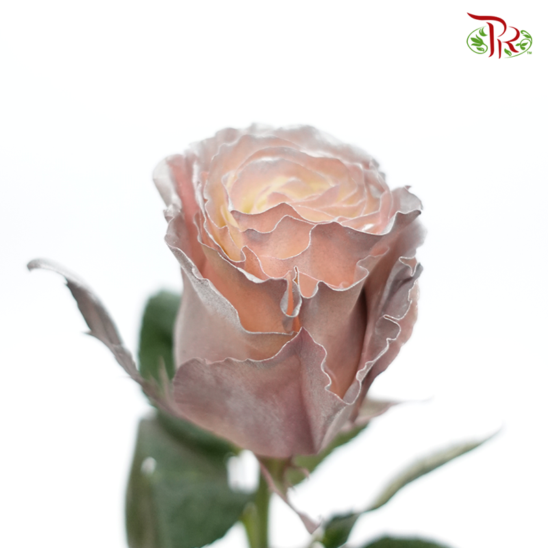 Ceres Rose - Violet Crystal (10 Stems)-Violet-Ecd-prflorist.com.my