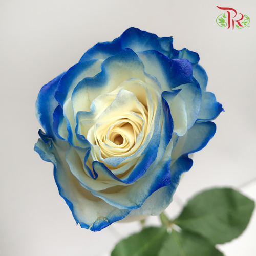 Ceres Rose - White Navy (10 Stems)-Ecd-prflorist.com.my
