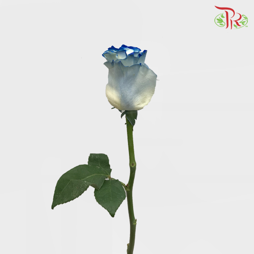 Ceres Rose - White Navy (10 Stems)-Ecd-prflorist.com.my