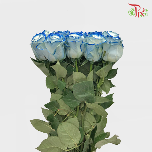 Ceres Rose - White Navy (10 Stems)-Ecd-prflorist.com.my