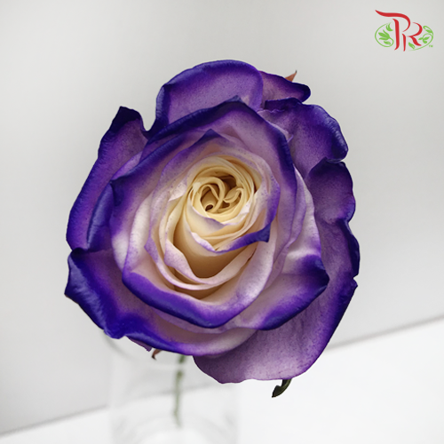 Ceres Rose - White Purple Edge (10 Stems)-Ecd-prflorist.com.my