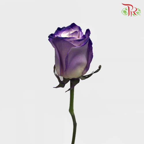 Ceres Rose - White Purple Edge (10 Stems)-Ecd-prflorist.com.my