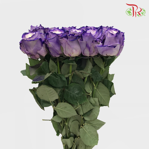 Ceres Rose - White Purple Edge (10 Stems)-Ecd-prflorist.com.my