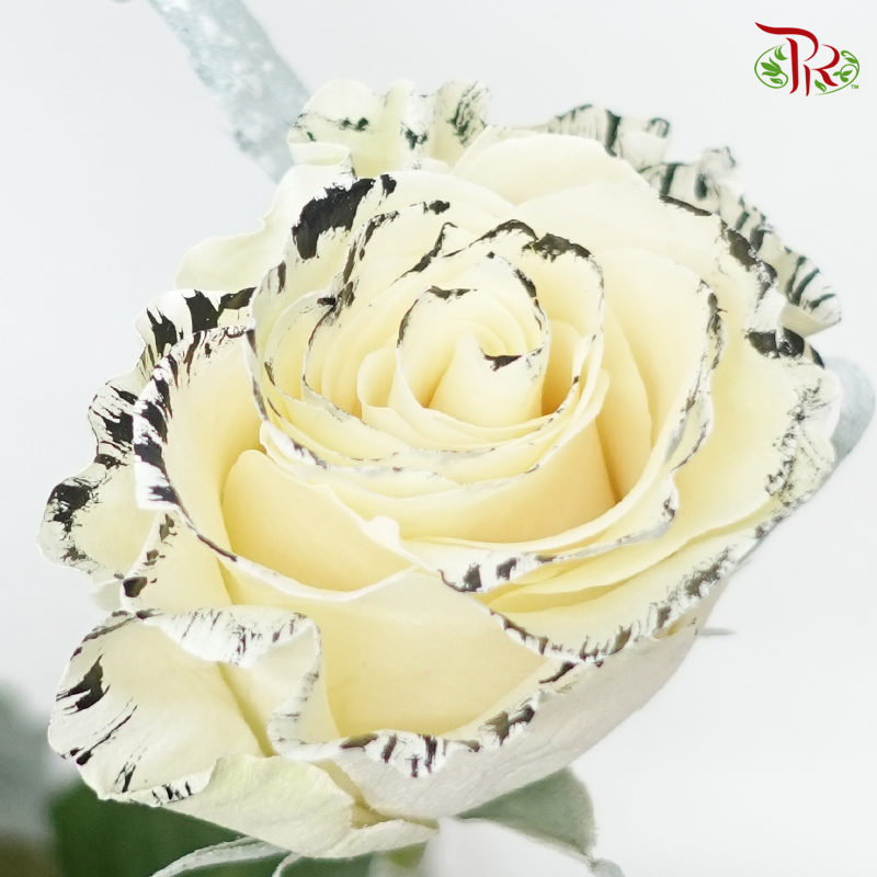 Ceres Rose - Wild White (10 Stems)-Cream White-Ecd-prflorist.com.my
