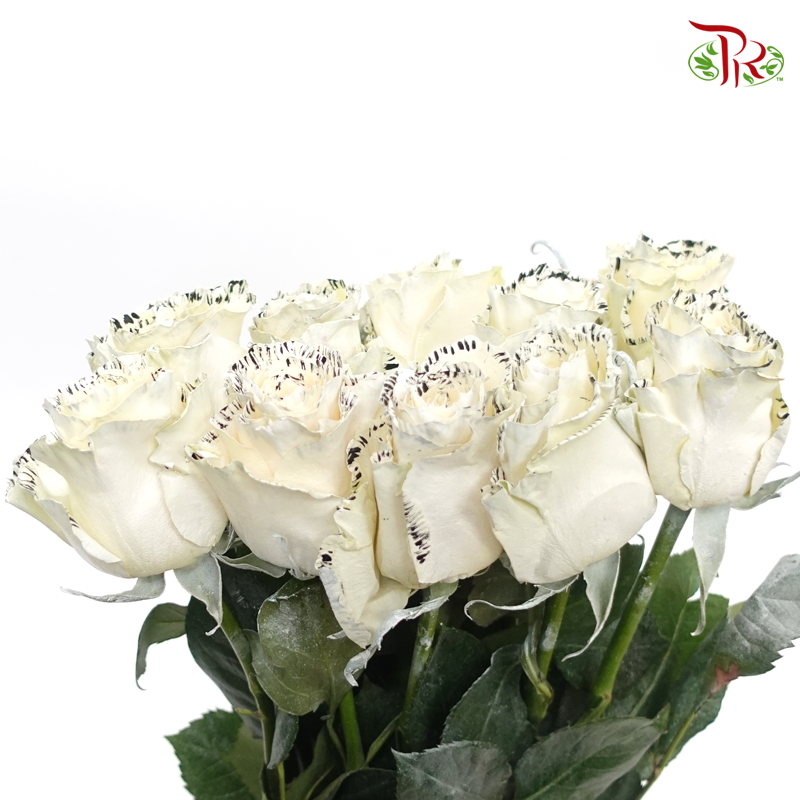 Ceres Rose - Wild White (10 Stems)-Cream White-Ecd-prflorist.com.my
