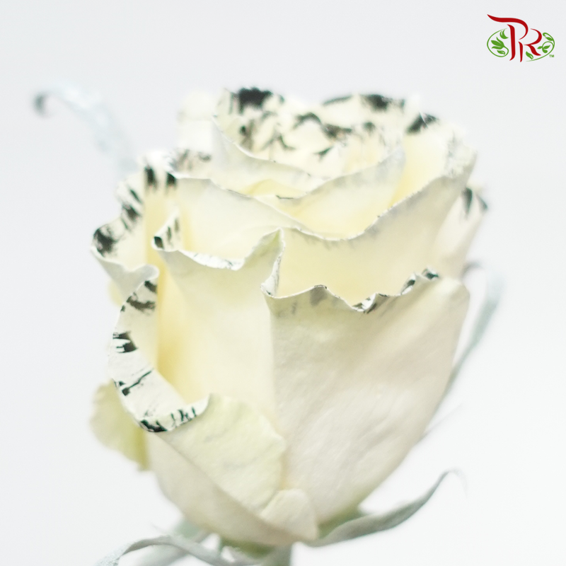 Ceres Rose - Wild White (10 Stems)-Cream White-Ecd-prflorist.com.my