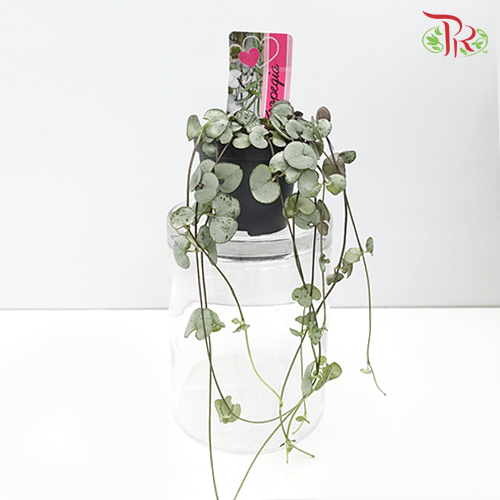 Ceropegia Woodii Silver Glory《愛之蔓》