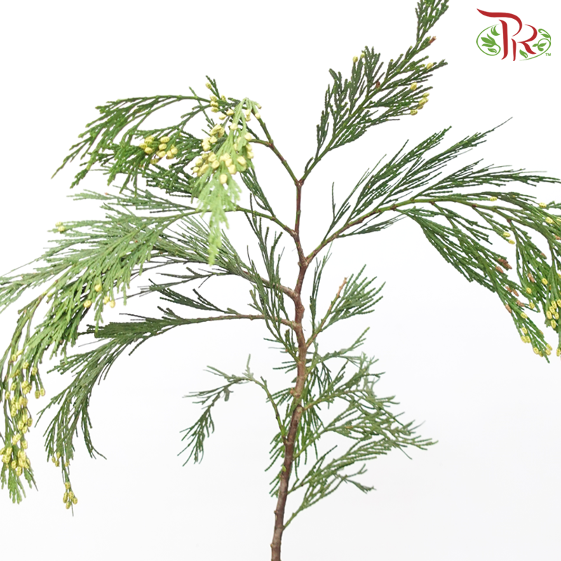 Chamaecyparis Calocedrus - Yellow (Per Bunch)-Yellow-Netherland-prflorist.com.my
