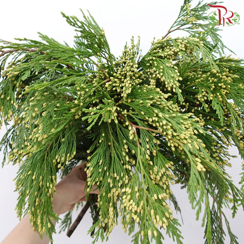 Chamaecyparis Calocedrus - Yellow (Per Bunch)-Yellow-Netherland-prflorist.com.my
