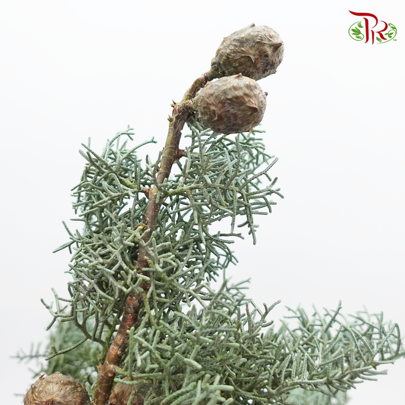 Chamaecyparis Cypress Leaf With Seeds - (Per Bunch)-Green-Netherland-prflorist.com.my